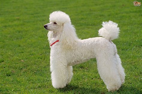 minipuddel|Miniature Poodle Dog Breed: Characteristics, Facts。